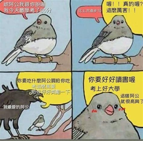 兩隻鳥是幾號